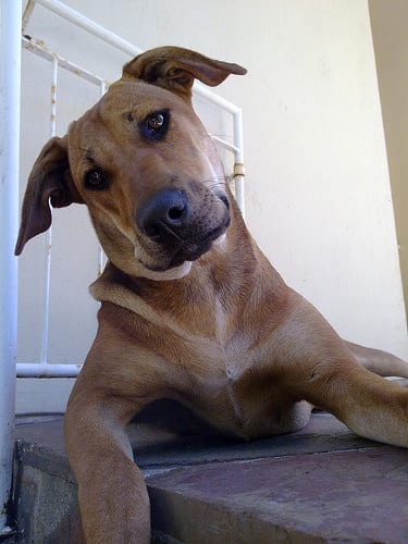 Dog can't believe what she is hearing.