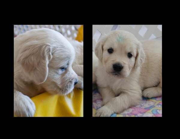 Golden Retriever Pupplies