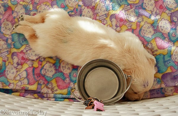 Sleeping Puppy-1