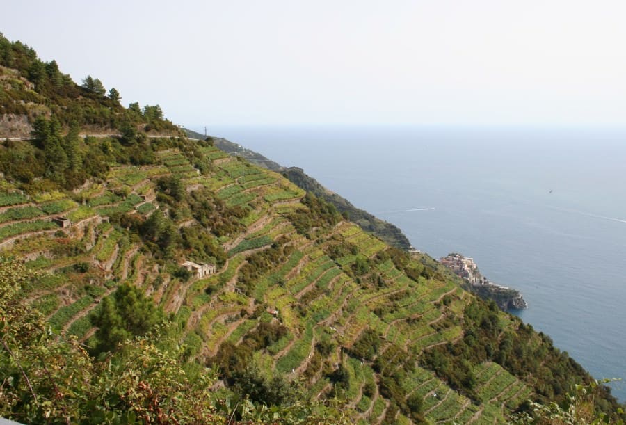 Fresh Basil Pesto Sauce Recipe