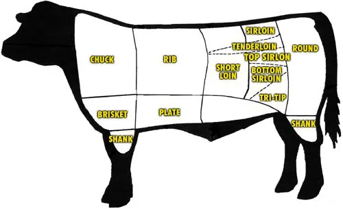 cow outline showing cuts of beef