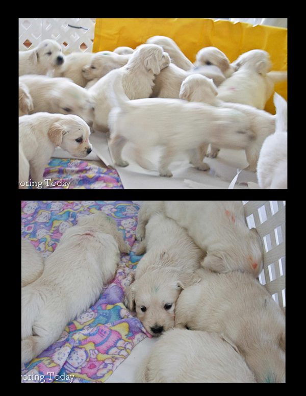 Golden Retriever Puppies