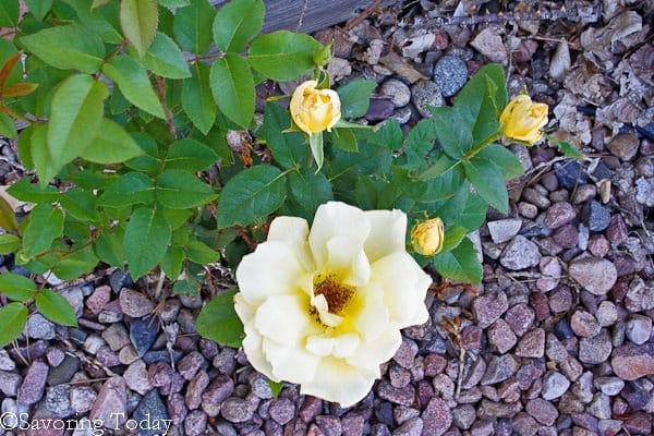 Flower Garden - Yellow Rose (1 of 1)