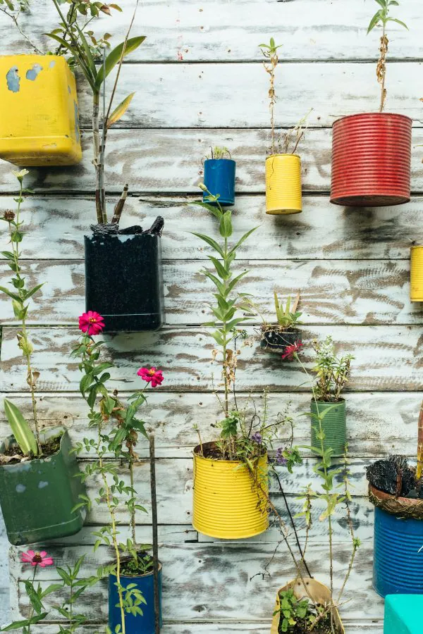 Reusing tin cans for garden plants and DIY projects.