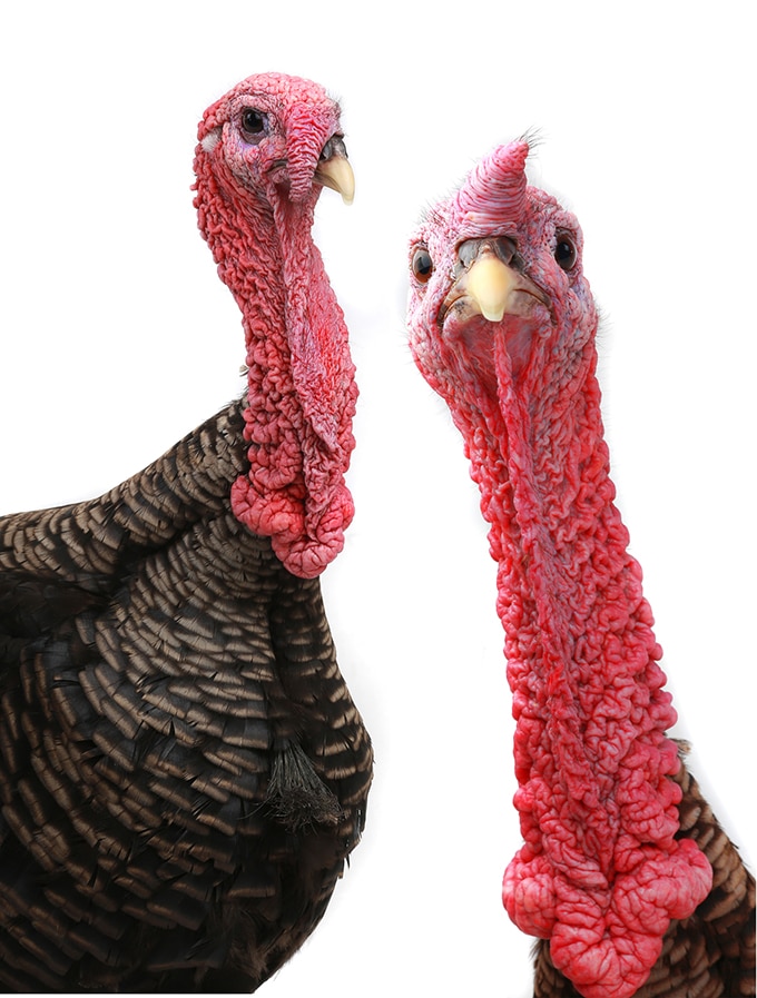 Curious turkey looking straight at the camera with another beside it on a white background.