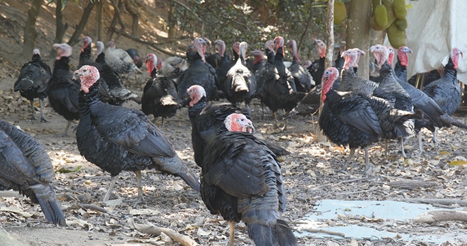 Heritage breed turkeys which have dark feathers walking around on a farm.