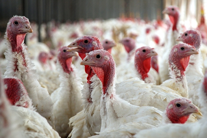 A group of white turkeys in a crowded barn.