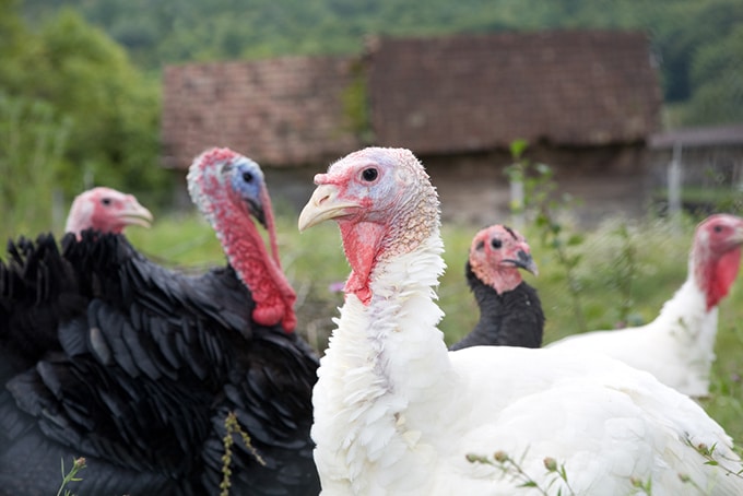 A mix of black and white turkeys in a pasture.